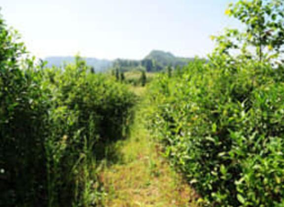 恩施硒茶