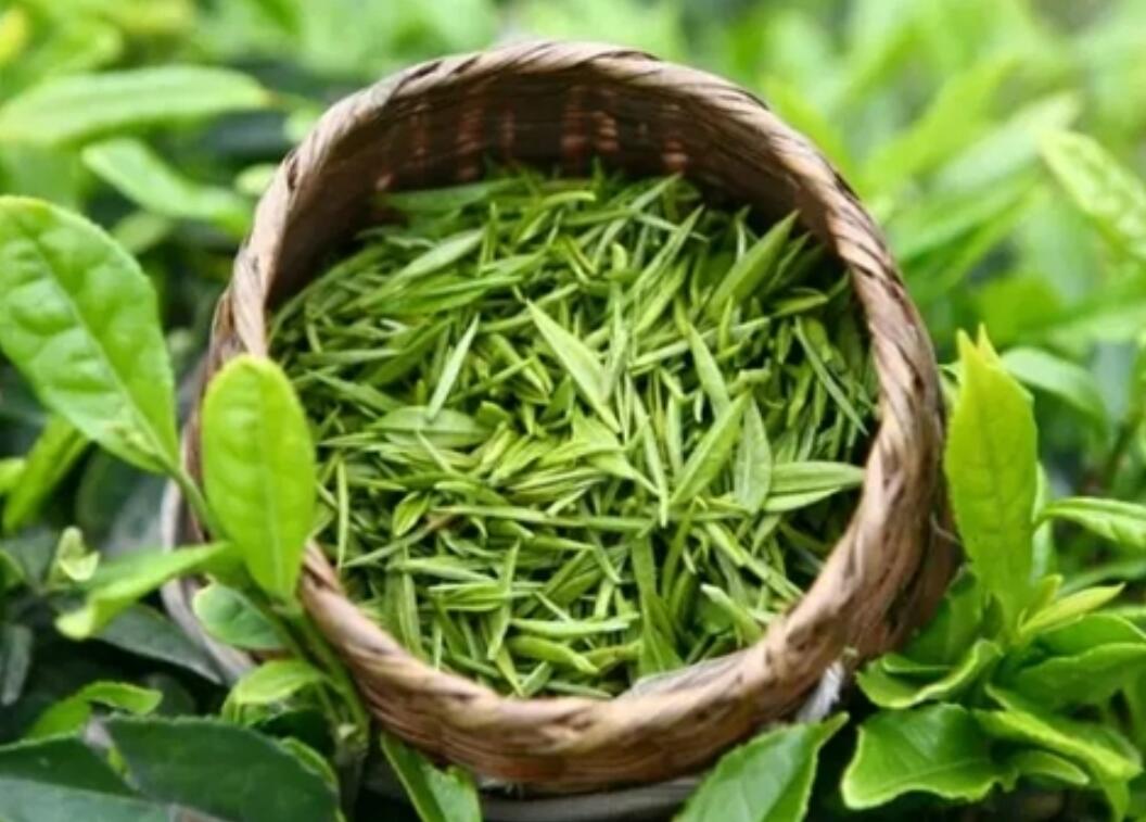 遂川狗牯脑茶